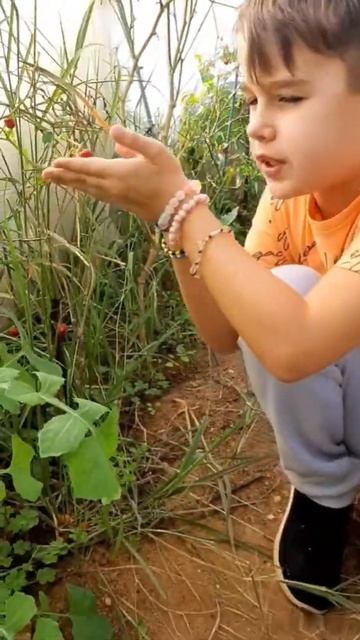 Что растёт на огороде сейчас💞🥰What is growing in the backyard now?🦋😍 смотреть онлайн