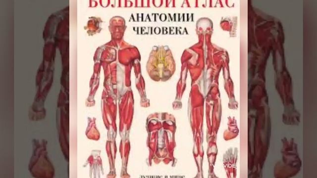анатомия, начало смотреть онлайн
