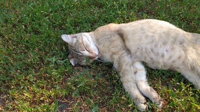 КОШКИ БАЛДЕЮТ ОТ ТАКОЙ ЖИЗНИ. смотреть онлайн