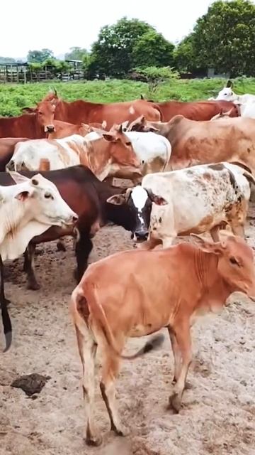cows 🐄 🐄🐄🐄🐄sound #cute #animalssounds #animals #animalsounds #littleanimals #cuteanimals #cow#anima смотреть онлайн