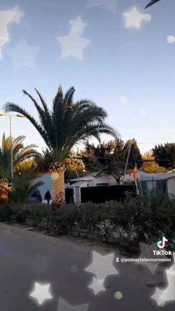 poda de palmeras tipo Phoenix canariense смотреть онлайн