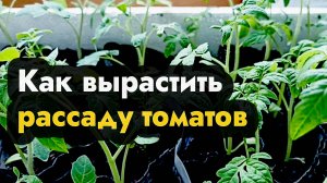 Как вырастить рассаду томатов - выращиваем томаты через рассаду - уход и выращивание в Сибири и ДВ