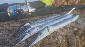 Охота на саргана 3. Думал тут пусто, а здесь один за одним.