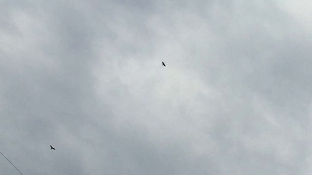 #Pigeons.Хищник может ровно столько, сколько ему позволить голубь. смотреть онлайн