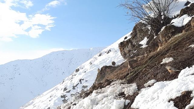 охота на кеклик января 2022 г. смотреть онлайн