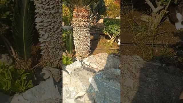 Кипр, Лимасол, коты, животные, пальмы #кипр#коты#пальмы смотреть онлайн