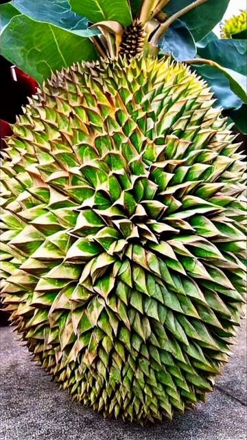 Kamu mungkin tau Part 6 | Fakta Durian bagian 2 #durian #durianindonesia #kp смотреть онлайн