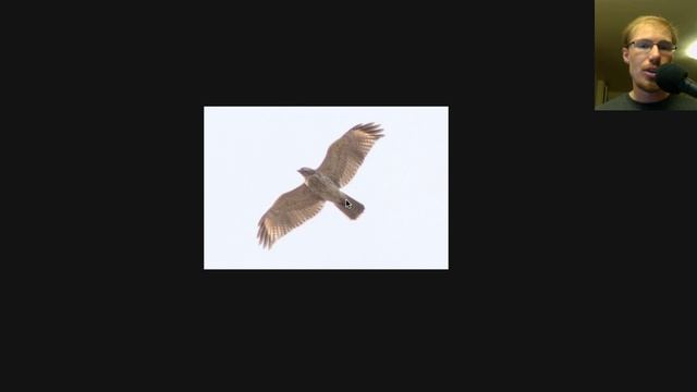 Juvenile Broad-winged Hawk vs Red-shouldered Hawk vs Red-tailed Hawk - Raptor Identification смотреть онлайн