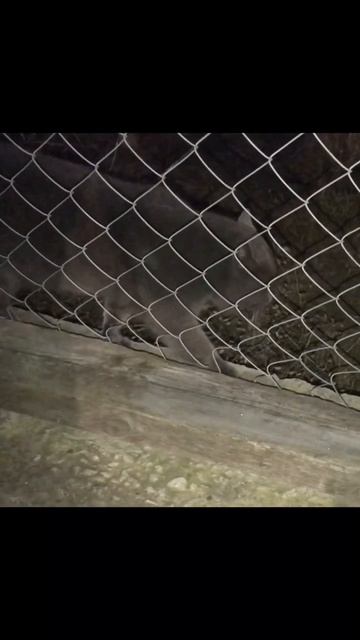 Мой кот включил режим тигра 🐅 #кот #кошки #кошка #коты смотреть онлайн