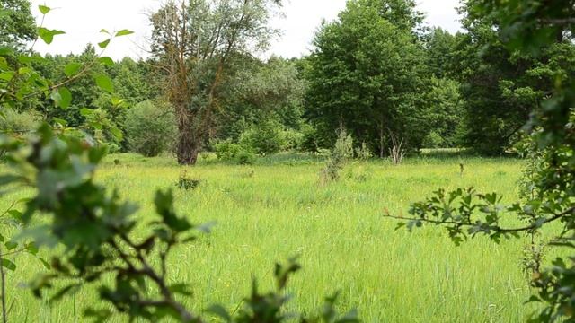 В поисках зверя. смотреть онлайн