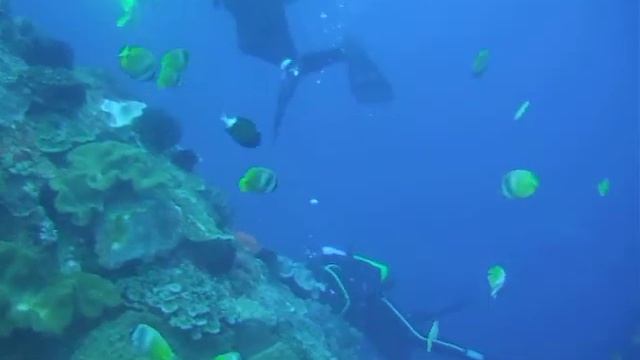 蝴蝶魚 смотреть онлайн