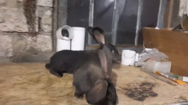 Бельгийский великан цвет железни. смотреть онлайн