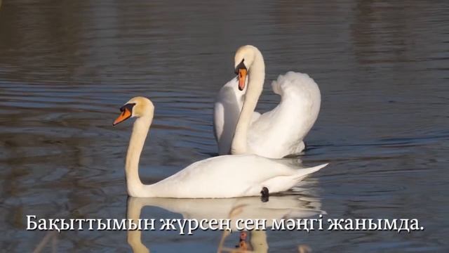 Асыл арманым. Ақмарал Биназарова , Нұржан Жүсіпбеков смотреть онлайн
