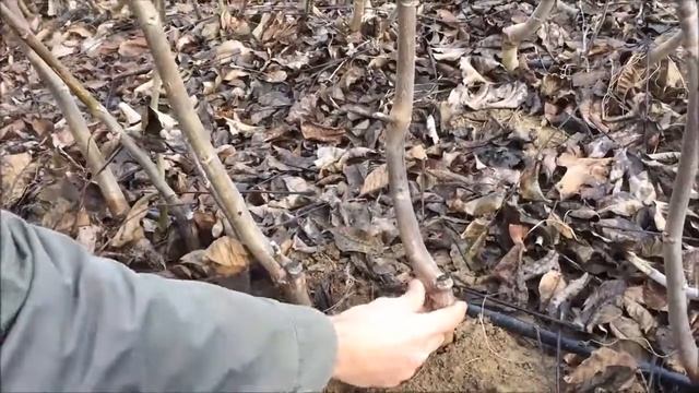 Özbekistan'a Chandler Ceviz Fidanı Gönderiyoruz смотреть онлайн