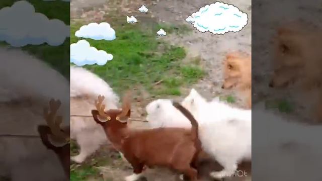 Шоколадные щенки ПОМСКИ 2025