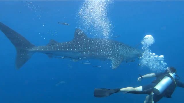 Scuba Diving with a Whale Shark, Sail Rock, Koh Tao, Thailand смотреть онлайн