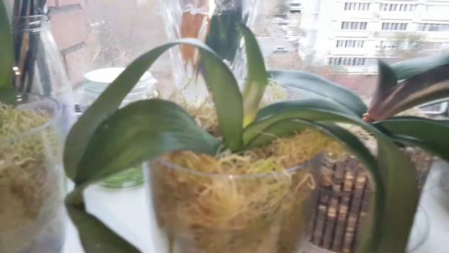Мой подоконник смотреть онлайн