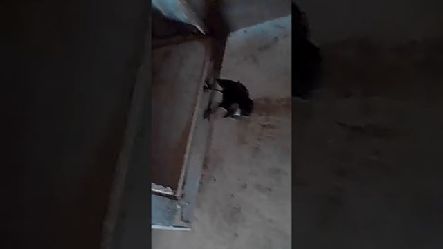 Питомец Яр,хорошая птица! смотреть онлайн