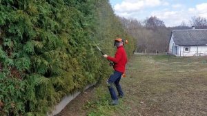 ВЛАСТЕЛИН ТУЙ / Жёсткая стрижка туи Минск / Старая изгородь из западной туи /МИНСК