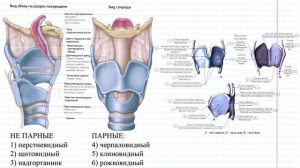 13 Дыхательная система- хрящи гортани
