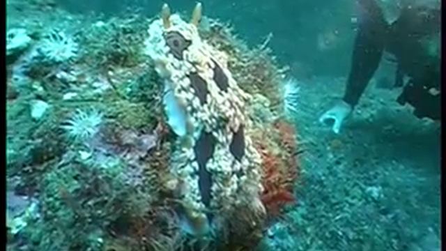 PK MARINE INVERTS molluscs.mov смотреть онлайн