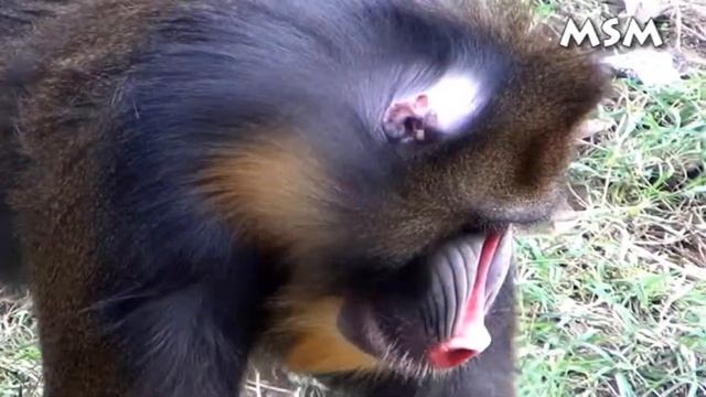 Mandrill Color Full Monkey смотреть онлайн
