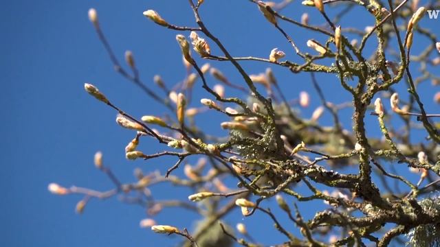 Soundbites & B-roll: Snow may have delayed some blooms for the first day of spring смотреть онлайн