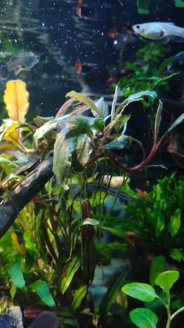 #shorts Bucephalandra Gupyy Shrimps Tank Planted Aquascape смотреть онлайн