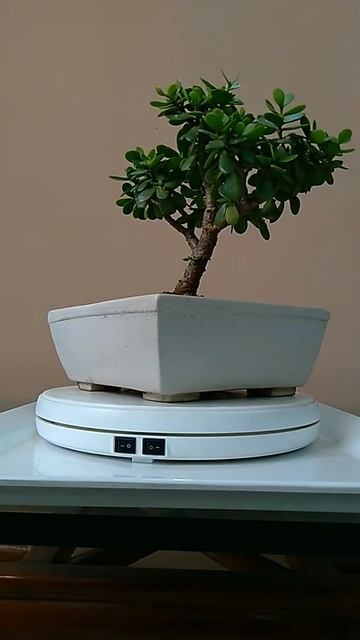 crassula green mini bonsai#Shorts смотреть онлайн