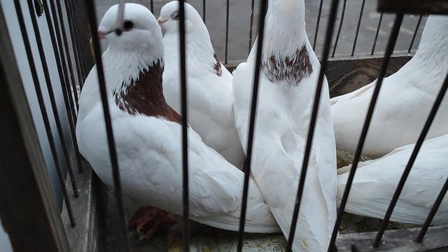 12.04.2025г Ярмарка ст Бронницы ч. 2 👍👍👍 смотреть онлайн