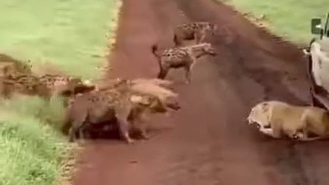 Tiger very angry 😠😠 смотреть онлайн