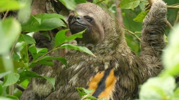 Ленивцы жизнь на деревьях