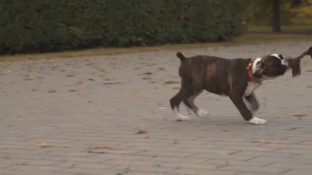 Алмадинакс Авторская Версия смотреть онлайн