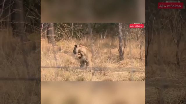 the creature's response left photographes ● When Four Lions tried to prey upon a mongoose ■ смотреть онлайн