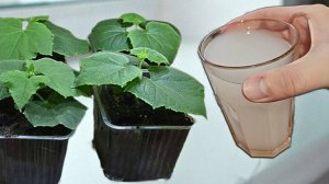 🌿 Рассада огурцов, которая не вытягивается_ проверенные методы для богатого урожая!