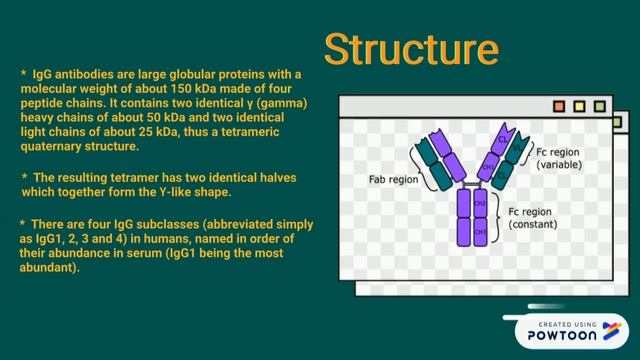 Immunoglobulin G (IgG) смотреть онлайн