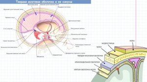 63 Оболочки головного мозга