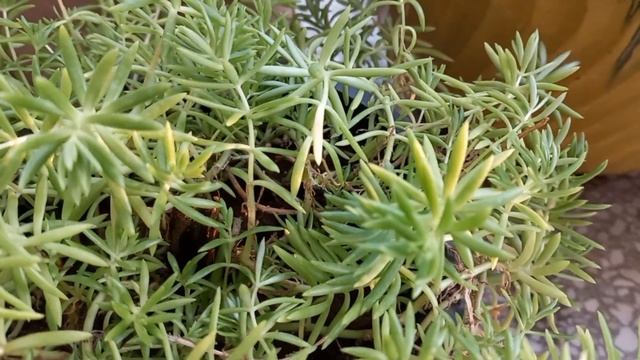 Lemon Coral Sedum | How To Care For Lemon Coral Sedum - Sedum Plant