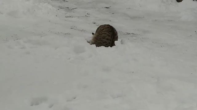 Когда у кошки нет игрушки подойдёт и хвост. смотреть онлайн