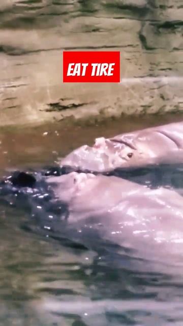 #hippo #shortvideo #funny #funnyshorts #short #shorts смотреть онлайн