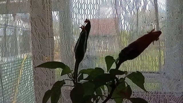 опять морозы😱краснеют перцы🌞рассада цветёт🙂 смотреть онлайн