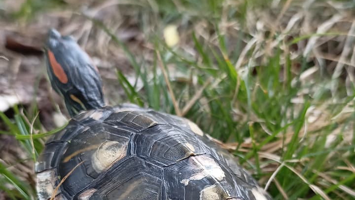 ландыши листочки эко био