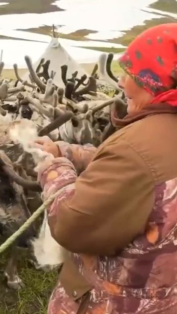 😳 Как оленеводы заботятся о своем стаде #рекомендации #янао #крайнийсевер смотреть онлайн