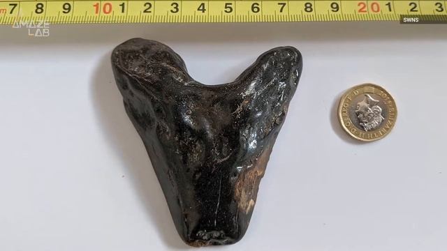 Kid fossil hunters discover rare megalodon shark tooth смотреть онлайн