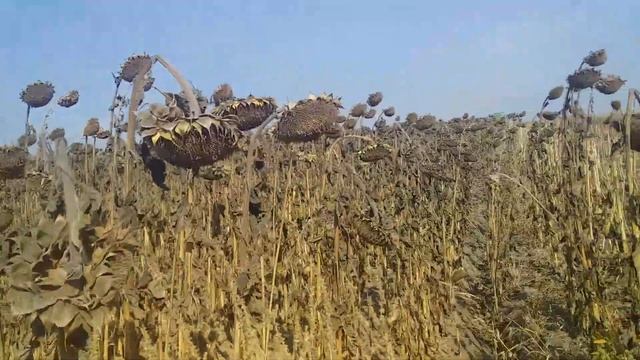 Молотим соняшник з високою врожайністю цього року. смотреть онлайн