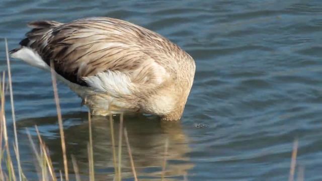Flamingo Rio Formosa Portugal смотреть онлайн