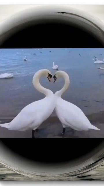 Glorious Swans(Cute Animals and Nature Photos, Funny, Cute, Magnificient and Relaxing Photos) смотреть онлайн