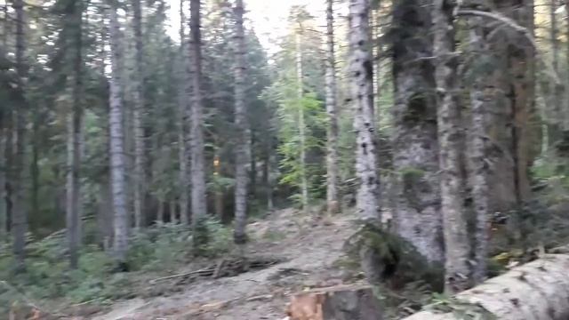 Лаша Попхадзе показывает как трагически рубят многовековой лес в Рача. смотреть онлайн