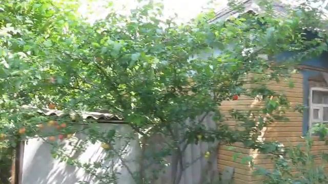 Алыча смотреть онлайн