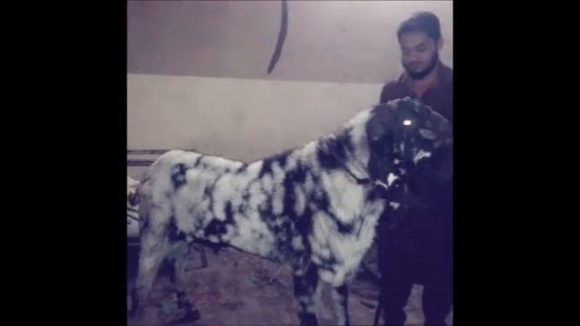 Big Punjabi Bakra At Mira Road East смотреть онлайн